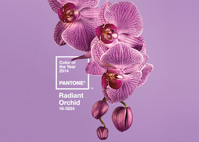 orquidea-radiante-cor-2014