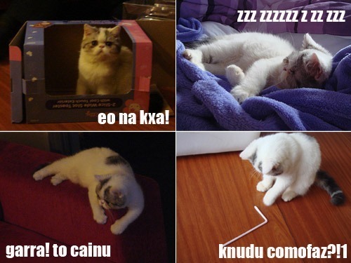 lolcats001jh1