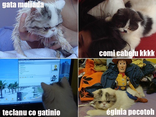 lolcats001ns3