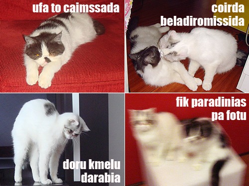 lolcats002