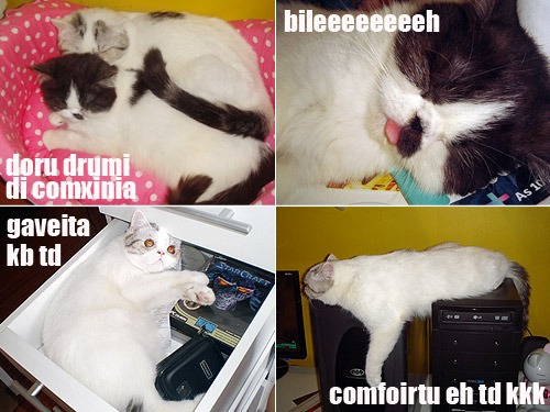 lolcats004