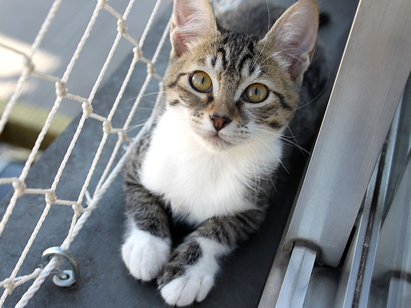 Filhotes de gato são resgatados de saco de lixo em SP: 'Pensei que