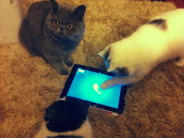 Gatos brincando com iPad viram mania na Internet