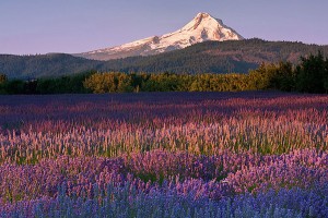 Como Usar: Lilás/Lavanda