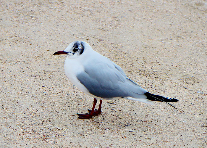 paris-viagem010