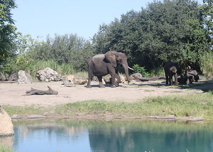 animal-kingdom-018