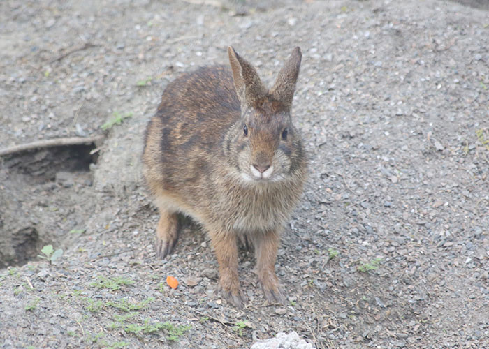 animal-kingdom-020