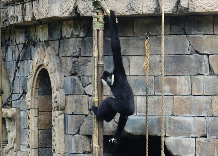 animal-kingdom-028