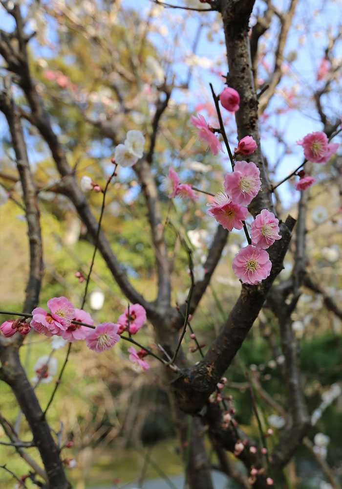 viagem-kyoto-026