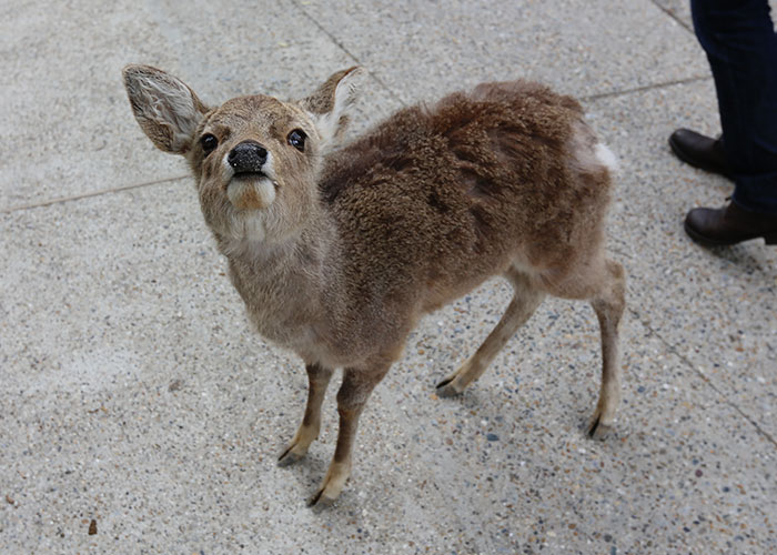 viagem-japao-nara-001