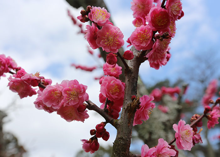 viagem-japao-nara-004