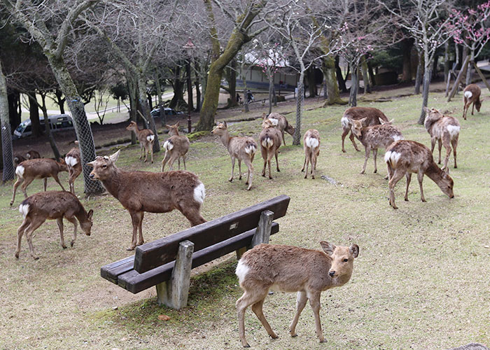 viagem-japao-nara-005