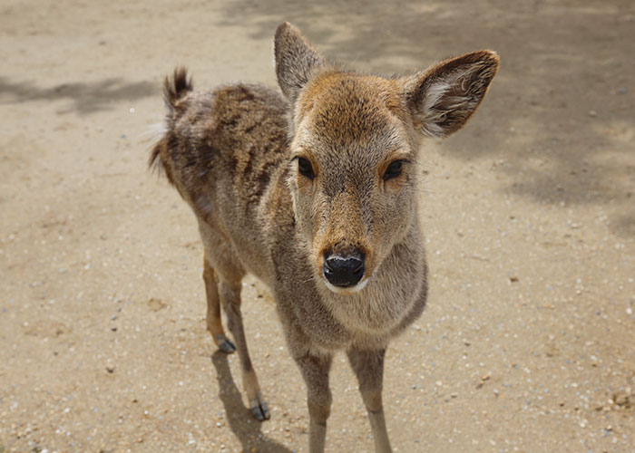 viagem-japao-nara-006