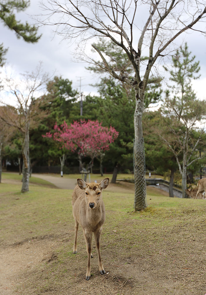 viagem-japao-nara-011