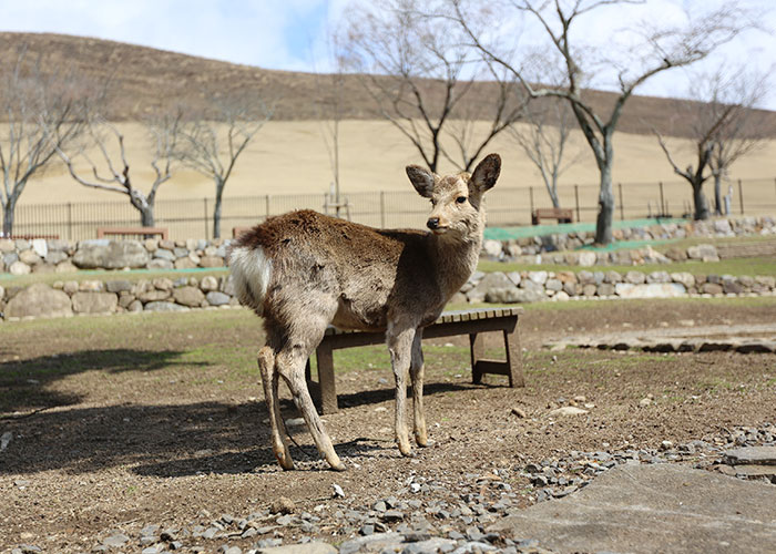 viagem-japao-nara-020