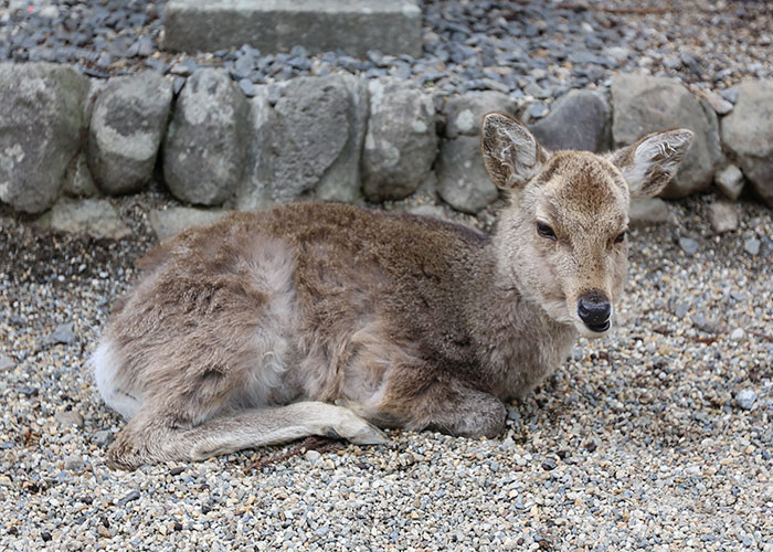 viagem-japao-nara-029