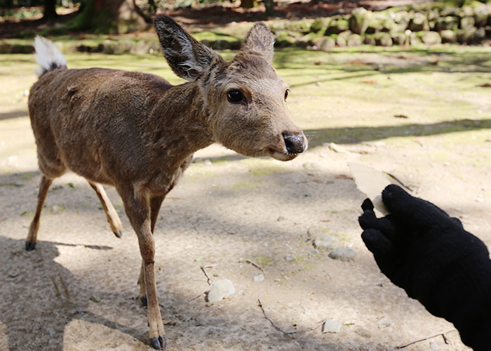 viagem-japao-nara-035