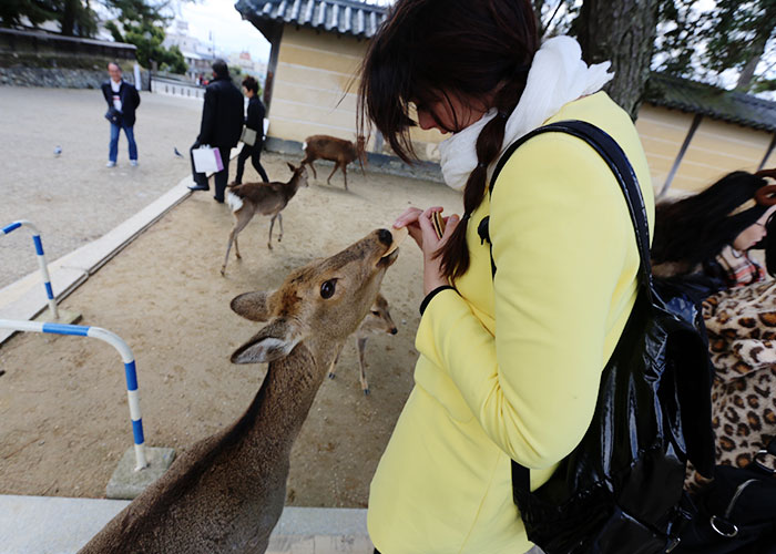 viagem-japao-nara-044