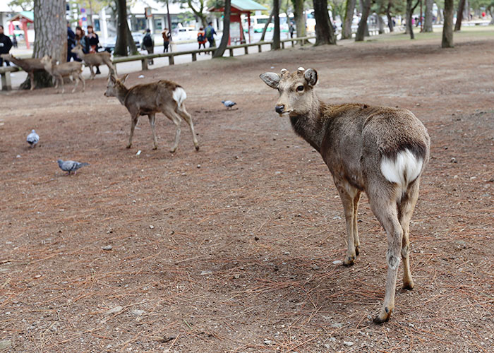 viagem-japao-nara-045