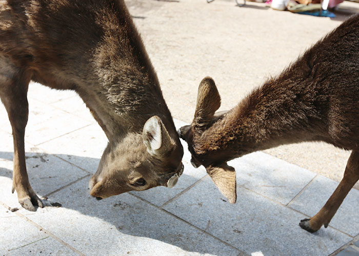 viagem-japao-nara-046