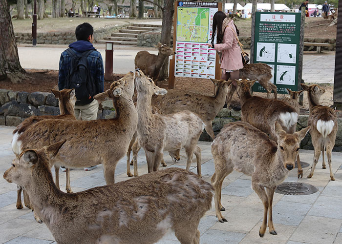 viagem-japao-nara-048