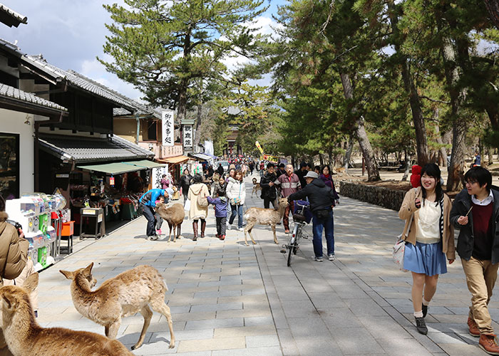 viagem-japao-nara-051