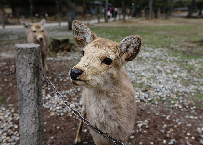 viagem-japao-nara-055