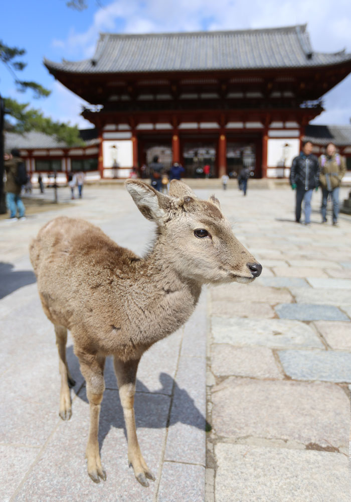 viagem-japao-nara-057