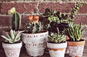 Decoração: Plantas suculentas