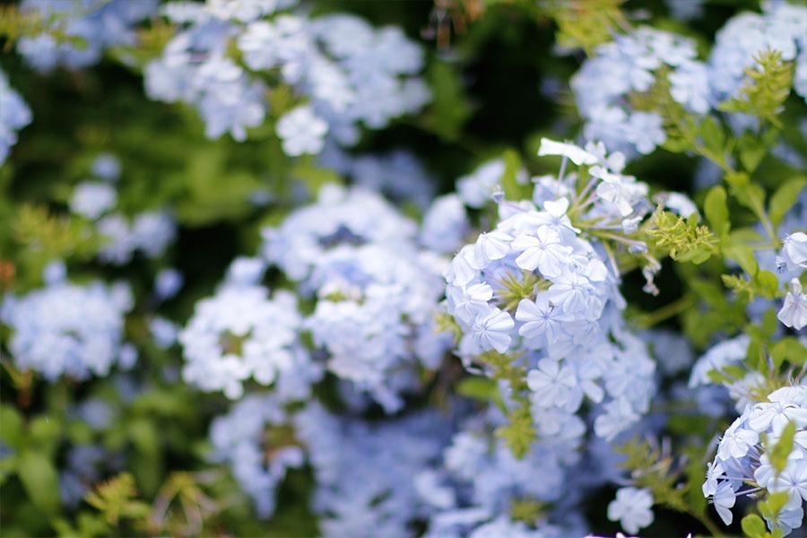 lookdodia421-flores