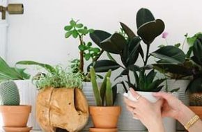 Decoração: Plantinhas no apartamento