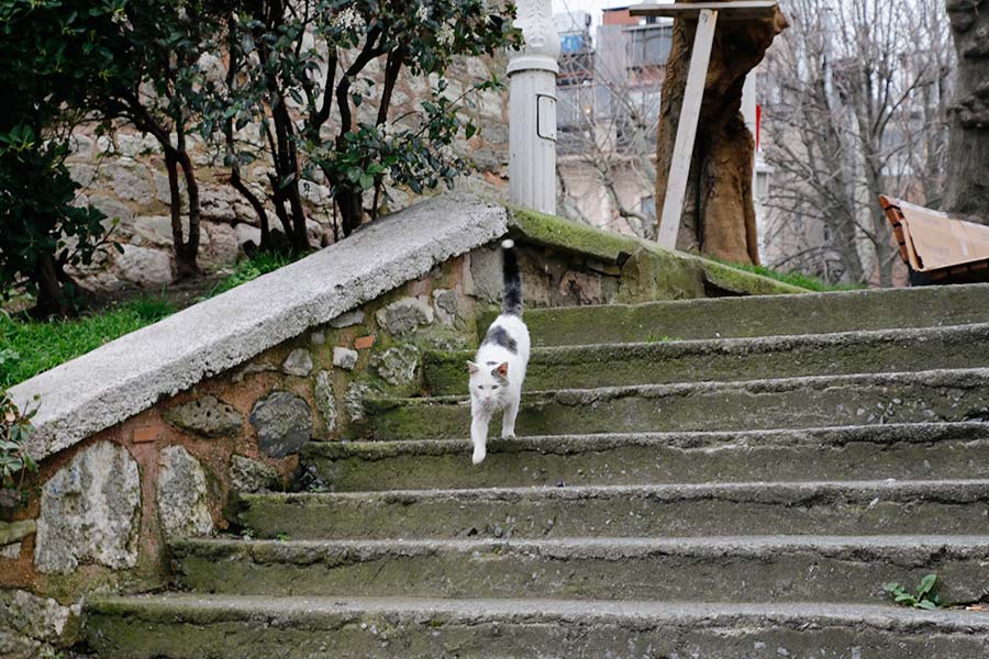 Gato de rua