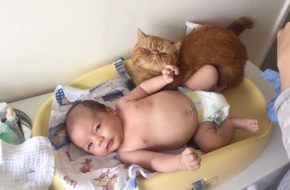 Os gatos e o bebê
